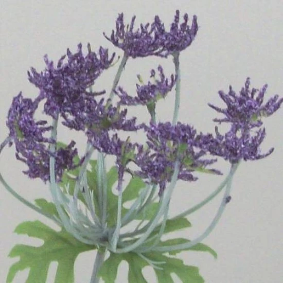 Anethum Purple 90cm - A005a A1