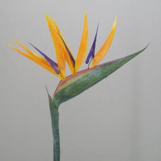 Artificial Birds of Paradise Large 75cm - B001 