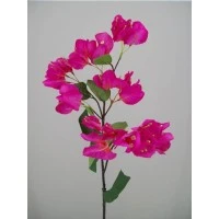 Bougainvillea