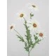 Silk Daisies | Large Artificial Field Daisy 64cm - D016 E2
