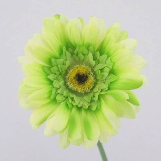 Silk Gerbera Lime Green 65cm - G001 F3