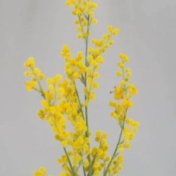 Artificial Mimosa 76cm - M008 I3