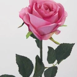 Prize Rose Mid Pink 63cm - R053 O3