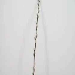 Pussy Willow Stem 100cm - P019C K4