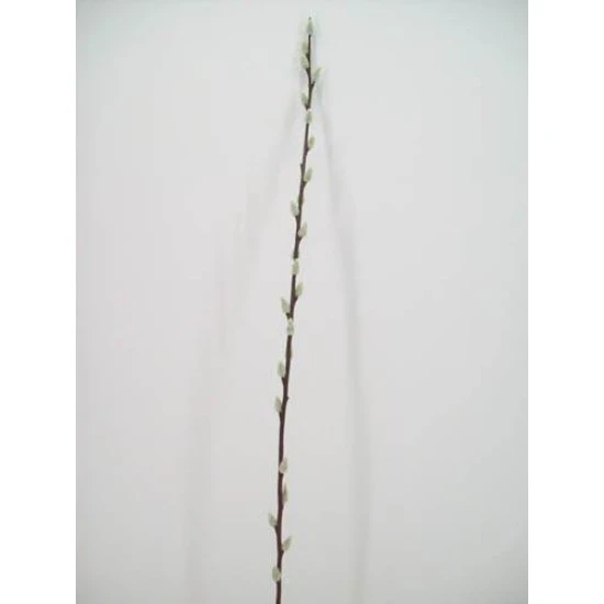 Pussy Willow Stem 100cm - P019C K4