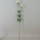 Artificial Queen Anne's Lace White 74cm - Q002 R4