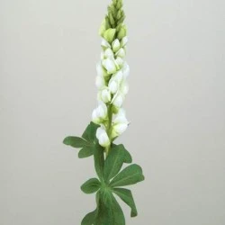 Silk Artificial Lupins Ivory 80cm - L001 I2