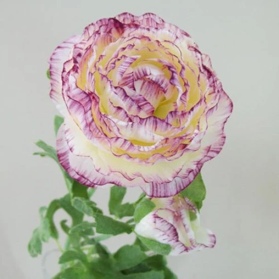 Artificial Ranunculus Flowers Cream and Dark Pink 40cm - R042B M3