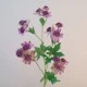 Artificial Astrantia Pink Purple Flowers 65cm - A104 A3