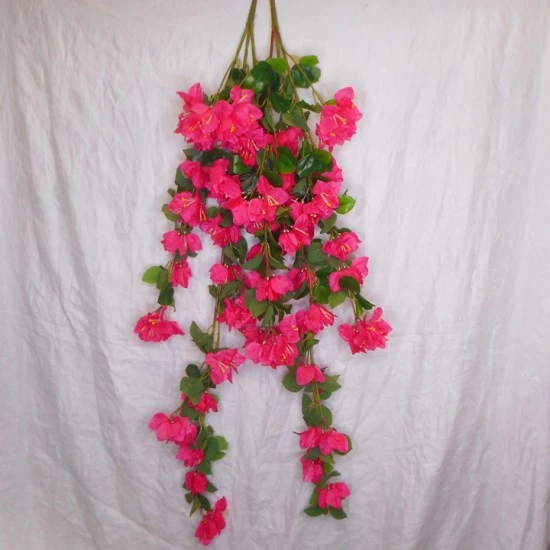 Trailing Bougainvillea Plant Hot Pink 122cm - B006 B1