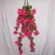Trailing Bougainvillea Plant Hot Pink 122cm - B006 B1