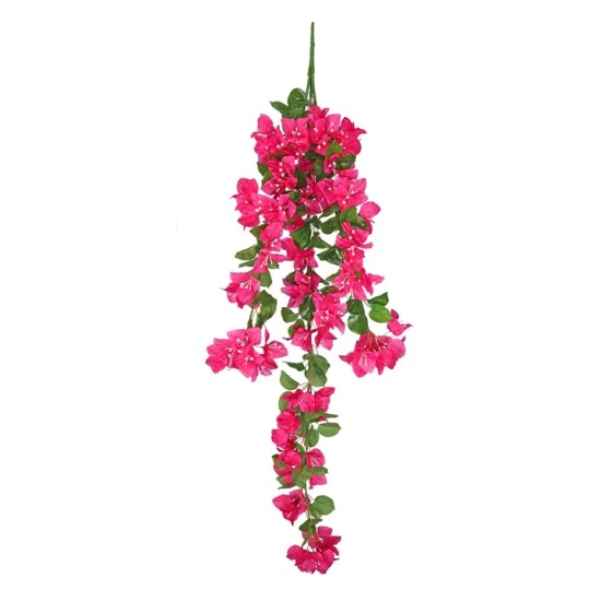 Trailing Bougainvillea Plant Hot Pink 122cm - B006 B1