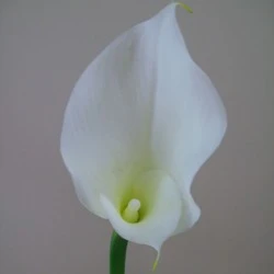 Artificial Calla Lilies Real Touch Large White 75cm - C160 