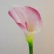 Artificial Calla Lilies Real Touch Pink Cream 70cm - L065 LL2