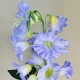 Artificial Campanula Bell Flowers Blue 87cm - C070 BB1
