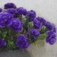 Fleur Artificial Carnations Bunch Purple 45cm - C253 C4