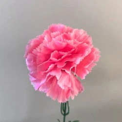 Silk Carnations Candy Pink 45cm - C001H J3