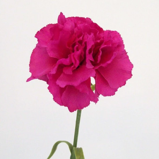 Silk Carnation Cerise Pink 60cm - C023 B3