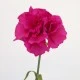 Silk Carnation Cerise Pink 60cm - C023 B3