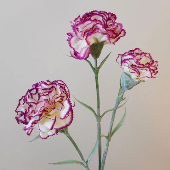 Artificial Spray Carnations Bicolour Cream Magenta 60cm - C038 B3