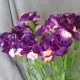 Silk Carnation Purple 60cm - C009 D2