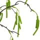 Artificial Catkin Branch 124cm - C082 C1