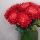 Artificial Bloom Chrysanthemum Red 66cm - C063 D3