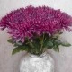 Artificial Fuji Mum Magenta Pink 74cm - C072 D1