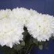 Artificial Pompom Chrysanthemum Cream 65cm - C192 D1
