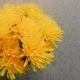 Artificial Spider Chrysanthemums Carnival Yellow 64cm - S074 R3