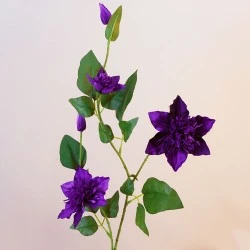 Galaxy Clematis Purple 78cm - C051 D2