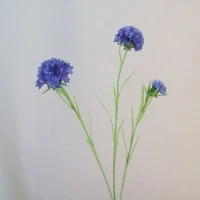 Cornflowers