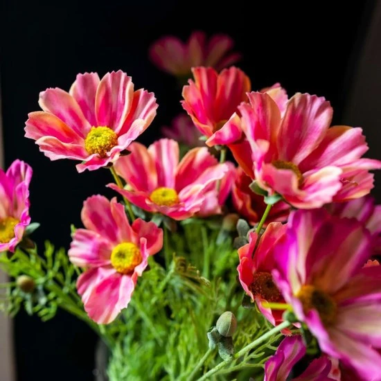 Carousel Cosmos Coral Pink 'Fruit Salad' 64cm - C120 C1