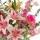 Carousel Cosmos Coral Pink 'Fruit Salad' 64cm - C120 C1