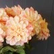Artificial Dahlia Peach 60cm - D017 GG2