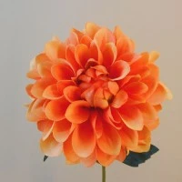 Dahlias