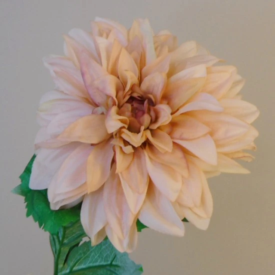 Harvest Moon Dahlias Champagne Peach 67cm - D187 S4