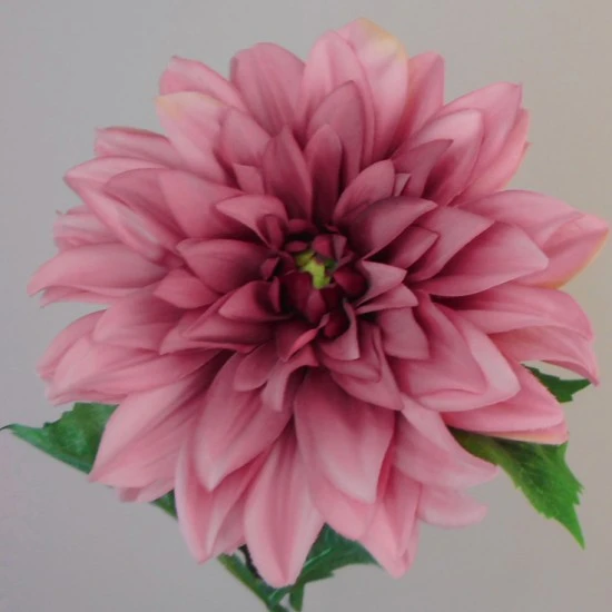 Harvest Moon Dahlias Dark Pink 67cm - D189 D1