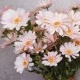 Silk Daisies | Artificial Daisy Pale Pink 75cm - D091 D1