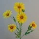 Silk Daisies | Large Artificial Field Daisy Yellow 64cm - D130 D3