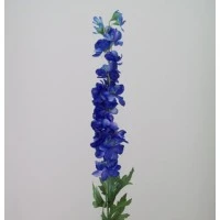 Delphiniums