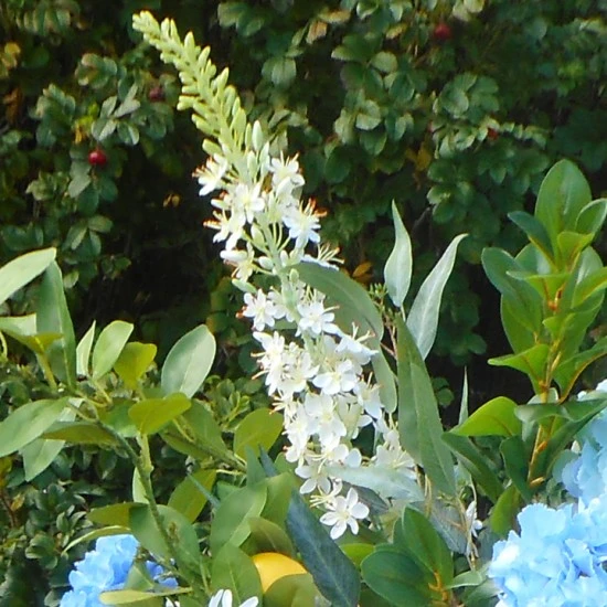 Artificial Eremurus | Foxtail Lilies 105cm - E010 E1