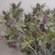 Artificial Eryngium Thistles Sea Holly Lavender Blue 80cm - E002 