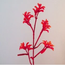 Artificial Kangaroo Paw Flowers Red - KAN001 J2