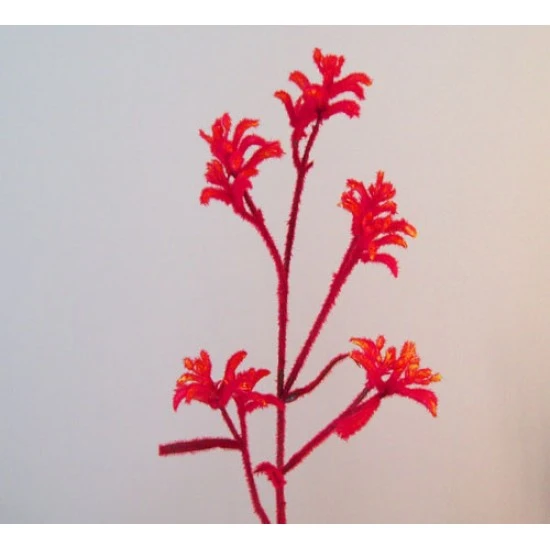 Artificial Kangaroo Paw Flowers Red - KAN001 J2