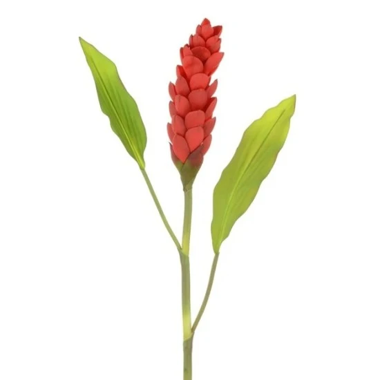 Torch Ginger Red 92cm - G102 F3