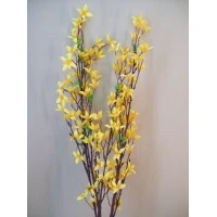 Forsythia