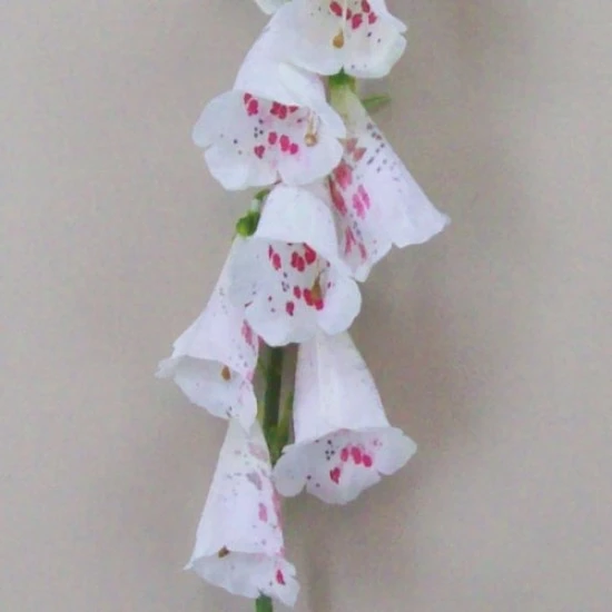 Artificial Foxgloves White 107cm - F050 LL2