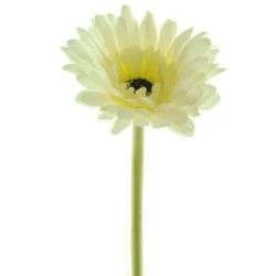 Artificial Gerbera Cream Small 57cm - G047 F2
