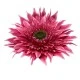 Giant Supersized Artificial Gerbera Pink 115cm | VM Display Prop - G164 OFF